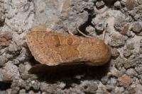 Orthosia miniosa