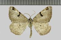 Macaria wauaria