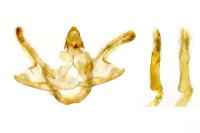 Macaria wauaria