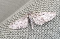 Eupithecia lariciata