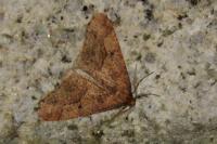 Erannis defoliaria