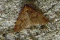 Erannis defoliaria