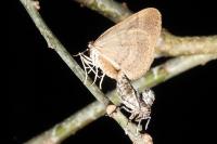Operophtera brumata