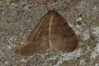 Operophtera brumata