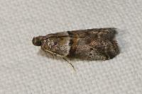 Acrobasis consociella