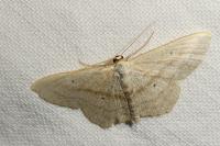 Scopula nigropunctata