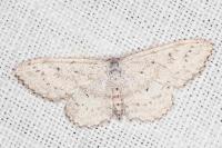 Idaea seriata