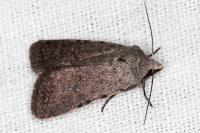 Caradrina flavirena