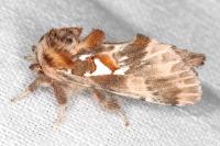 Spatalia argentina