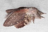 Stauropus fagi