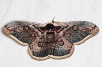 Saturnia pyri