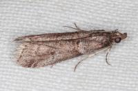 Acrobasis obliqua