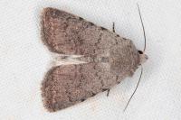 Caradrina noctivaga