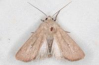 Mythimna sicula