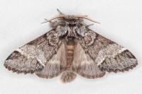 Drymonia dodonaea