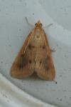 Achyra nudalis
