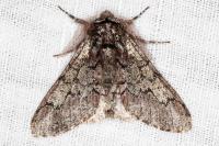 Biston strataria