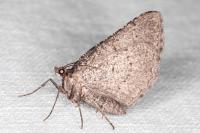 Rhoptria asperaria