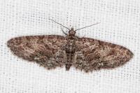 Eupithecia cocciferata
