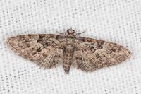 Eupithecia dodoneata