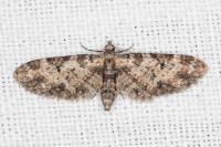 Eupithecia irriguata