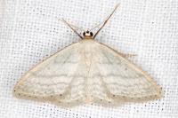 Idaea subsericeata