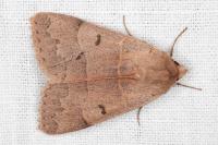 Minucia lunaris