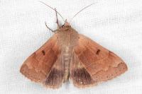 Minucia lunaris