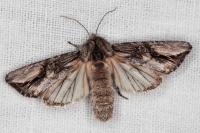 Egira conspicillaris