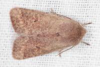 Orthosia cruda