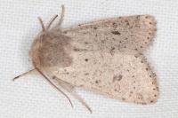 Orthosia cruda