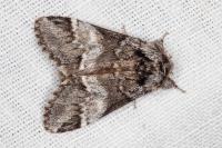 Drymonia dodonaea