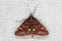 Pyrausta aurata