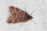 Pyrausta despicata