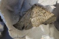 Gnophos obfuscata