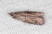 Acrobasis obliqua