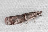 Acrobasis obliqua