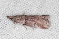 Acrobasis obliqua