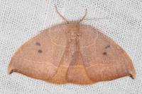 Watsonalla uncinula