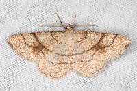 Adactylotis contaminaria