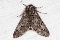 Biston strataria