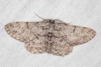 Hypomecis punctinalis