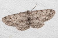 Hypomecis punctinalis