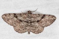 Peribatodes rhomboidaria rhomboidaria