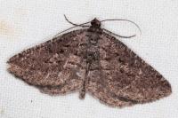 Rhoptria asperaria