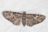 Eupithecia abbreviata