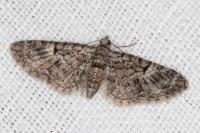 Eupithecia dodoneata