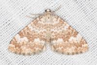 Perizoma flavofasciata