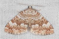 Perizoma flavofasciata