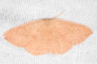 Cyclophora puppillaria